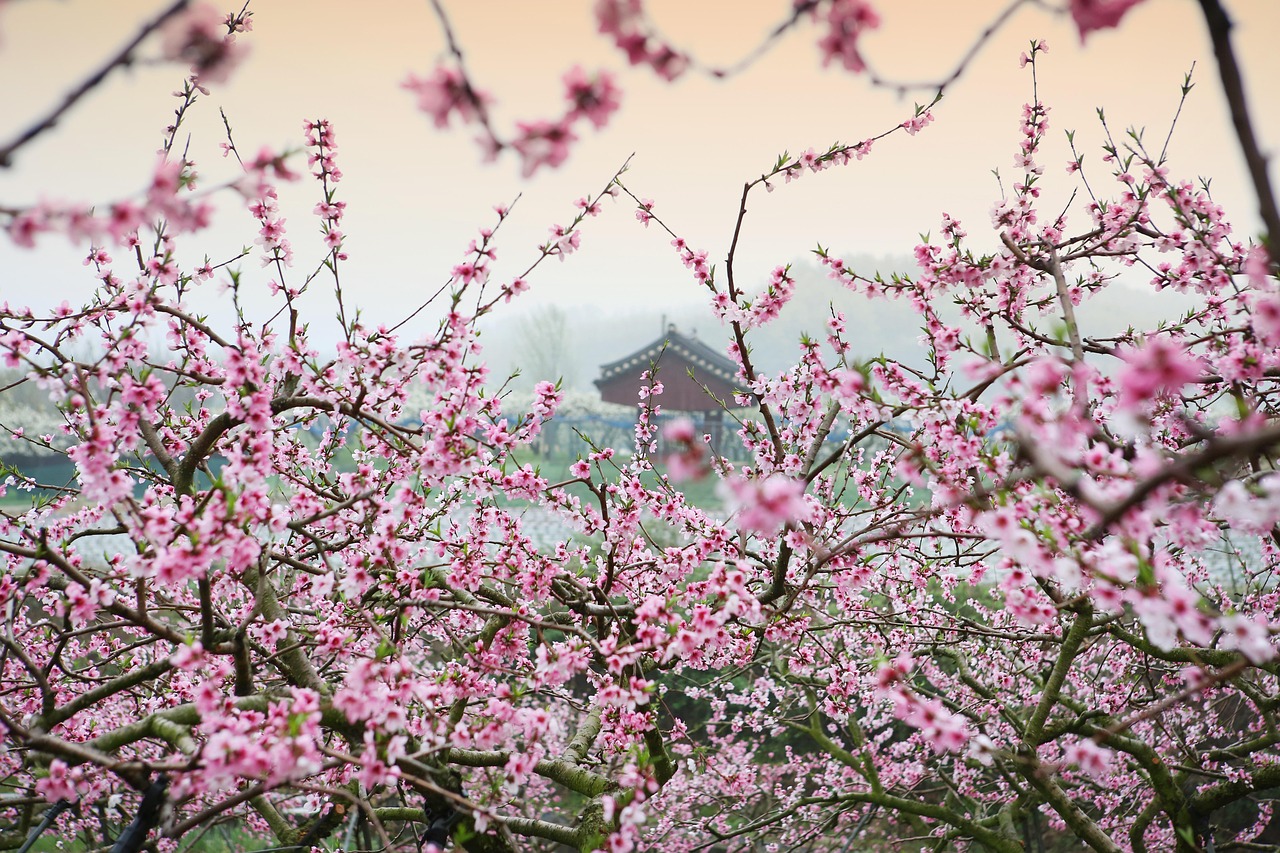 Must-Visit Destinations in Japan for Cherry Blossom Season